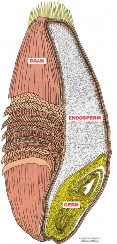 Image: Kernel of Wheat.